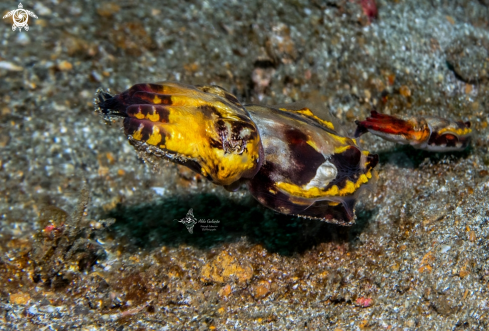 A Metasepia pfefferi (Hoyle, 1885) | Flamboyant Cuttlefish