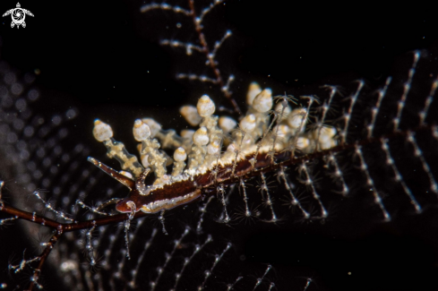 A Eubranchus sp.