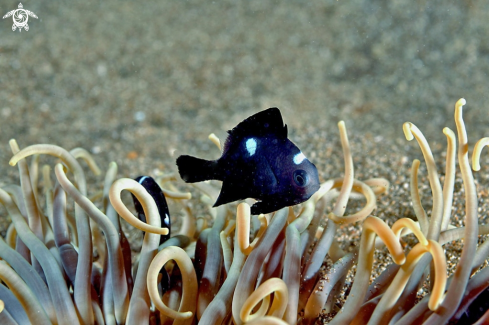 A reef fish