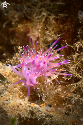 A Nudibranch