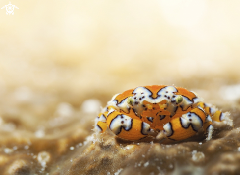 A Gaudy clown crab
