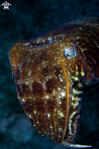 A Cuttlefish 