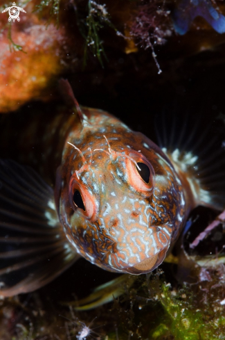 A Blenny