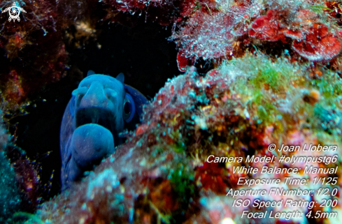 A muraena helena | Moray eel