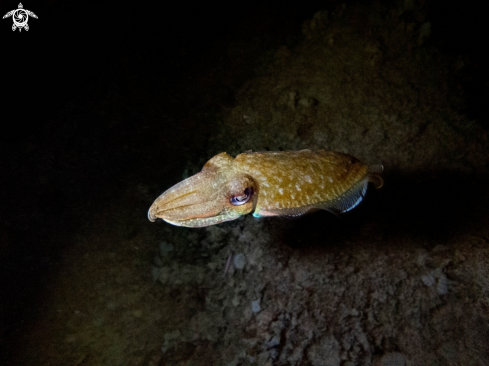 A cuttlefish 