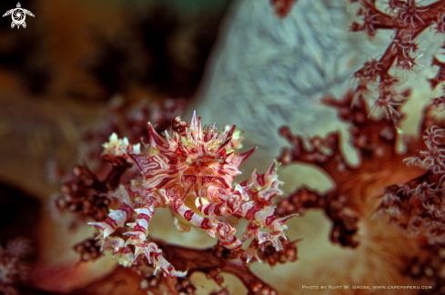 A Hoplophrys oatesi | Candy-Crab
