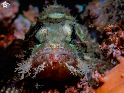 A Scorpionfish