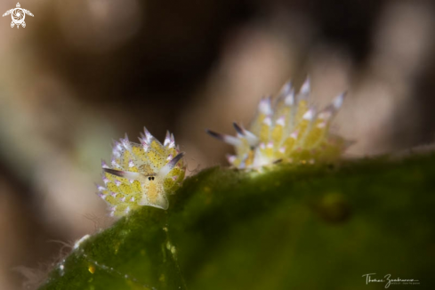 A Nudibranch 