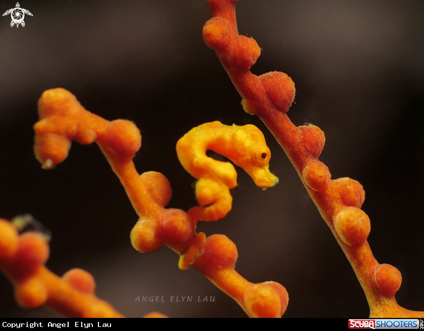 A Denise pygmy seahorse 
