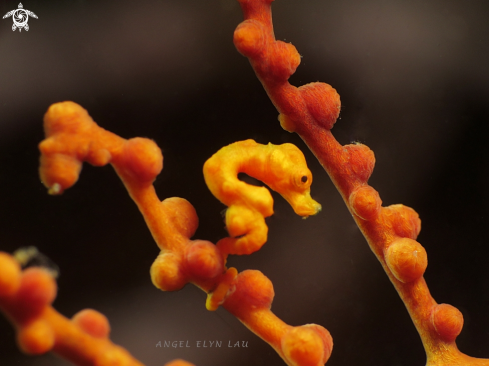 A Denise pygmy seahorse 