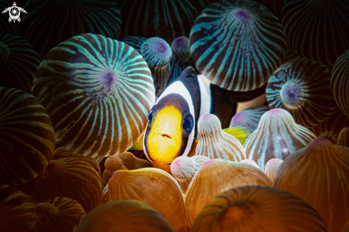 A Anemonefish