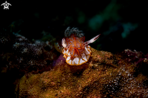 A NUDIBRANCH