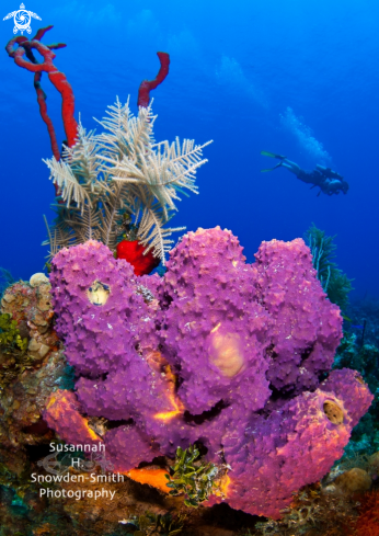 A Cayman Reef Scene