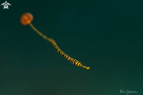 A Yellowbanded Pipefish