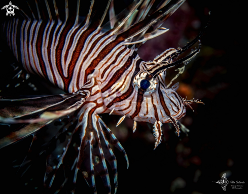 A Lion Fish