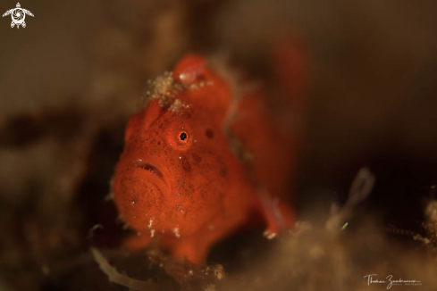 A Frogfish 