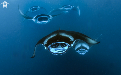 A Manta birostris | Manta birostris