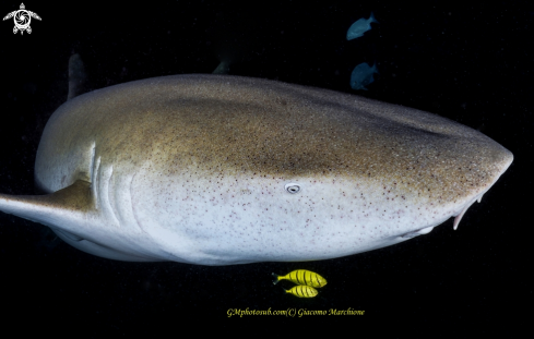 A Nurse shark | Nurse shark