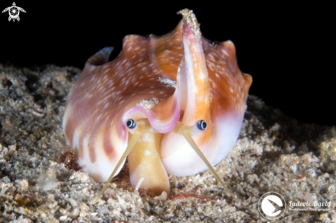 A Euprotomus vomer | Vomer Conch