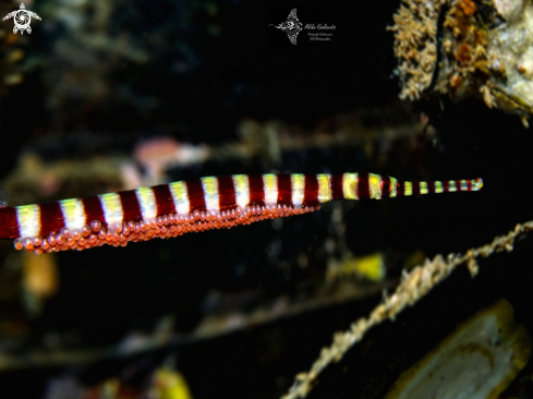 A Dunckerocampus dactyliophorus (Bleeker, 1853) | Ringed Pipefish