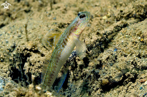 A goby