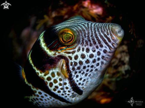 A Valentini Puffer Fish