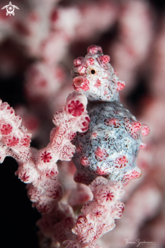 A Bargibanti Pygmy Seahorse