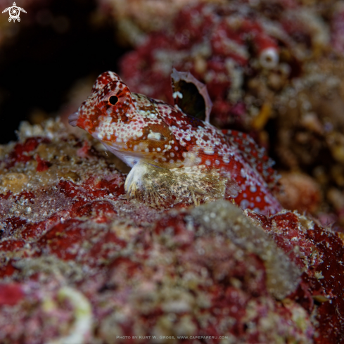 A Synchiropus moyeri | Dragonet, Moyer's