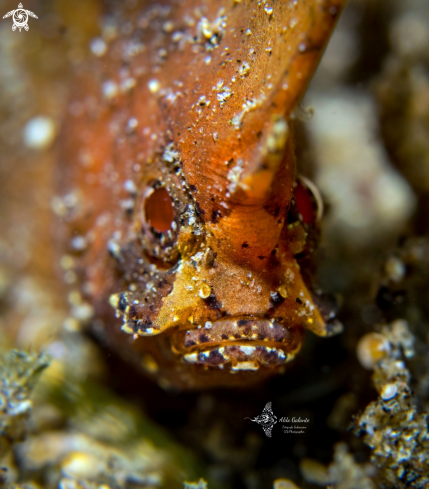 A Ablabys taenianotus (Cuvier, 1829) | Cockatoo Waspfish