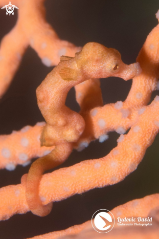 A Hippocampus denise | Denise Pygmy Seahorse