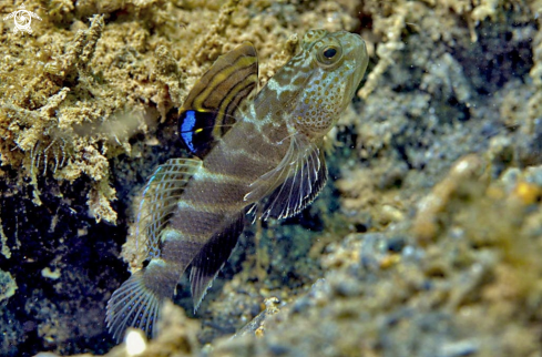 A goby