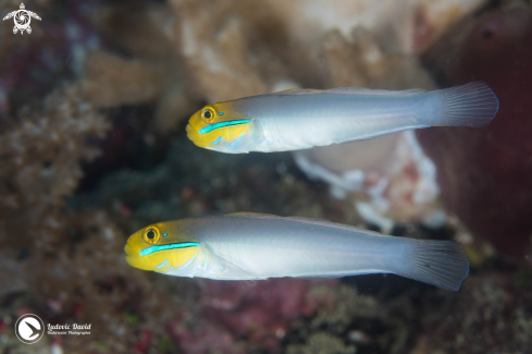 A Bluestreak Goby