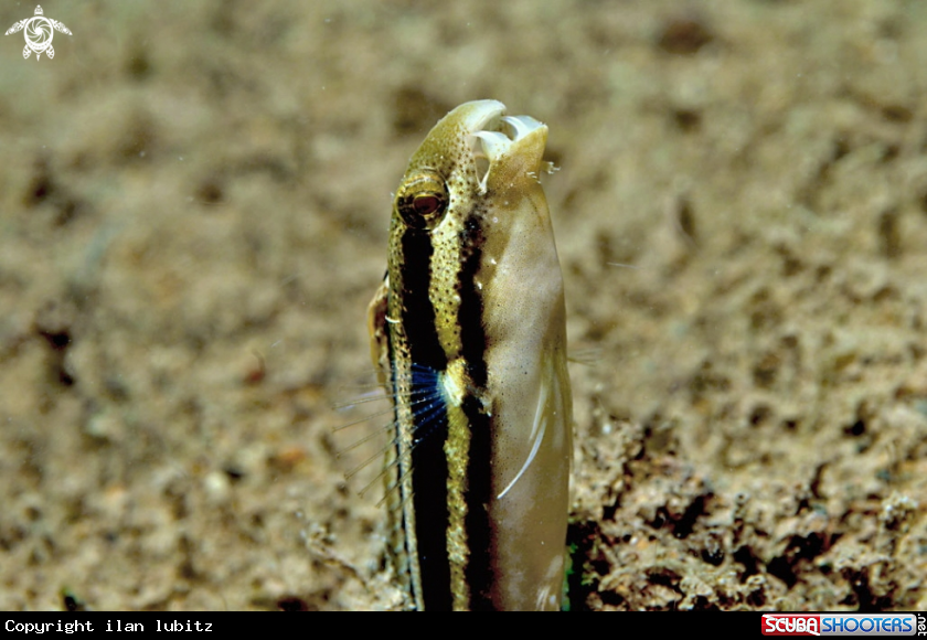A goby