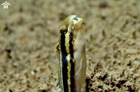 A goby