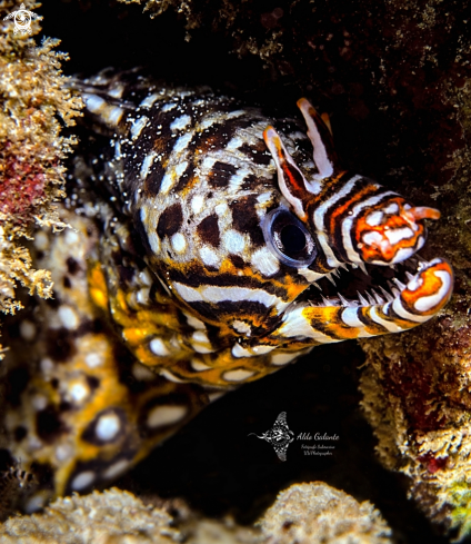 A Leopard Moray Eel