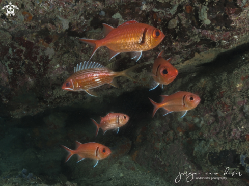 A Squirrelfish and Soldierfish