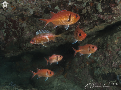 A Holocentrus rufus and Myripristis jacobus | Squirrelfish and Soldierfish