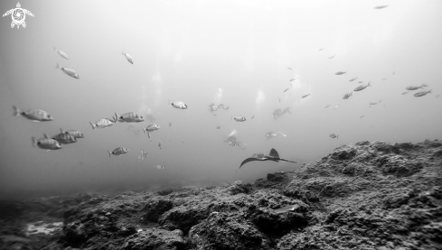 A stingray