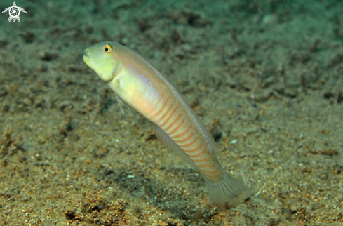 A reef fish