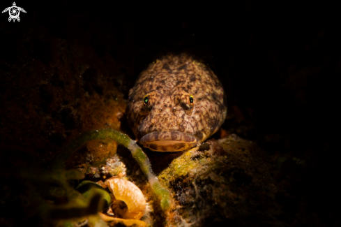 A Goby