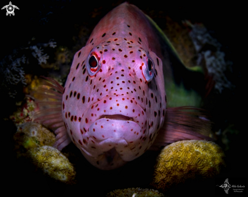 A Paracirrhites forsteri (Schneider, 1801) | Black-sided Hawkfish 