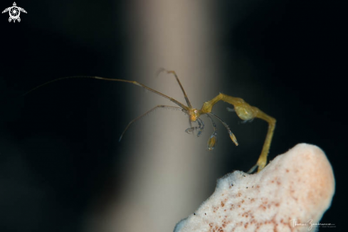 A Skeleton Shrimp