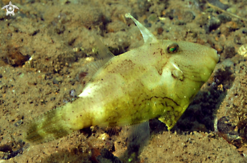 A filefish