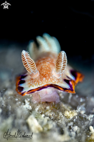 A Nudibranch 