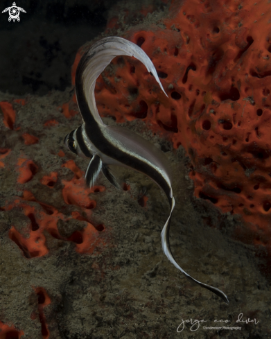 A Equetus Punctatus | Pez Obispo