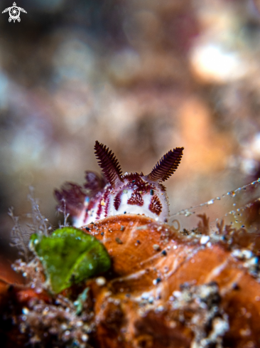 A Nudibranch