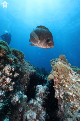 A Reef landscape