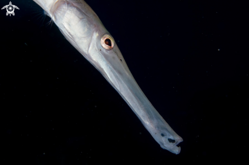 A Trumpet fish