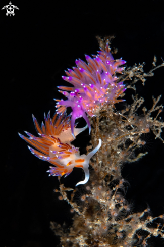 A Falbellina affinis & Cratena peregrins | Flabellina