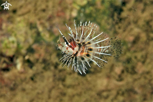 A lion fish